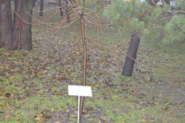 За четыре года деревце Николая Григорьевича подросло и окрепло.