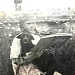 ИСТОРИЯ ЖИЗНИ: Царева  Маргарита Александровна